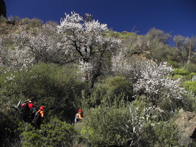 Wandern zwischen Mandelbäumen auf Gran Canaria